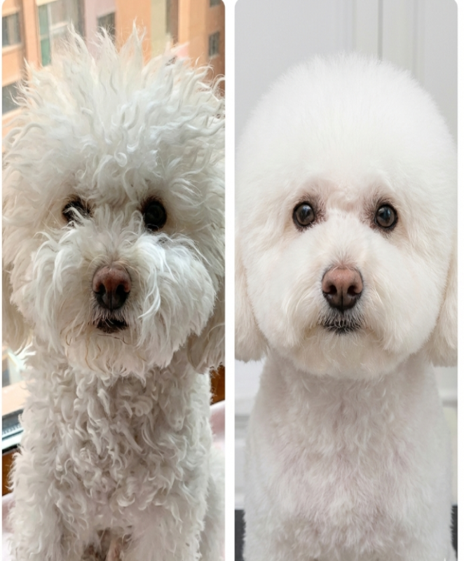 Cepillo/Secador de vapor para mascotas