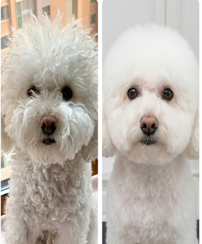 Cepillo/Secador de vapor para mascotas